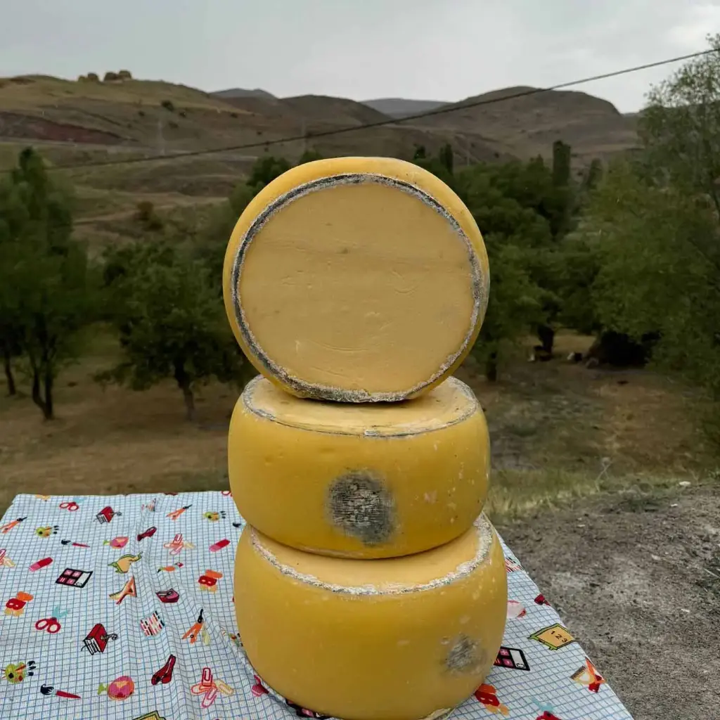 Cave-Aged Kashkaval Cheese Wheel(Tekerlek Kasar),Trakya, 22lbs(10kg)